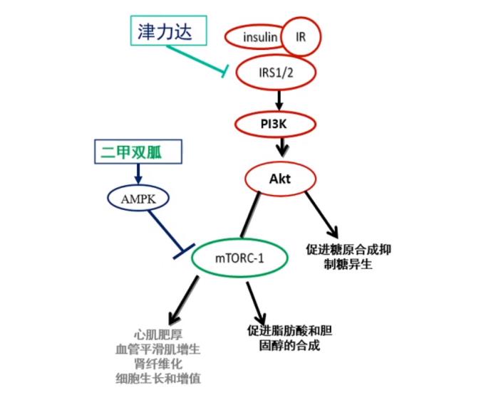 專(zhuān)家權(quán)威解讀：二甲雙胍二聯(lián)口服降糖藥物的合理選擇