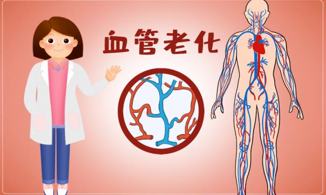 阻止血管老化,抓住抗衰老的關(guān)鍵問(wèn)題