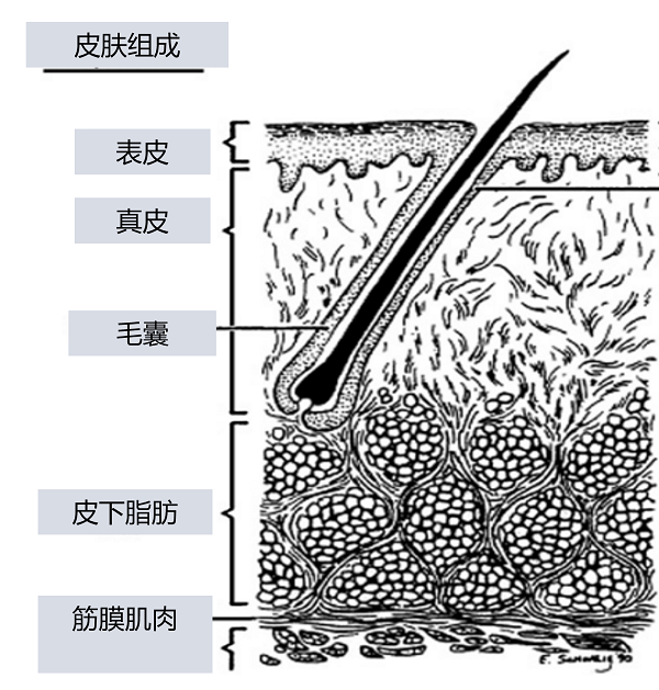 治療臉上毛囊炎涂什么藥膏