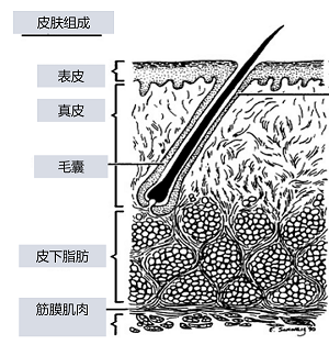 毛囊炎擦藥好了又復發是怎么回事
