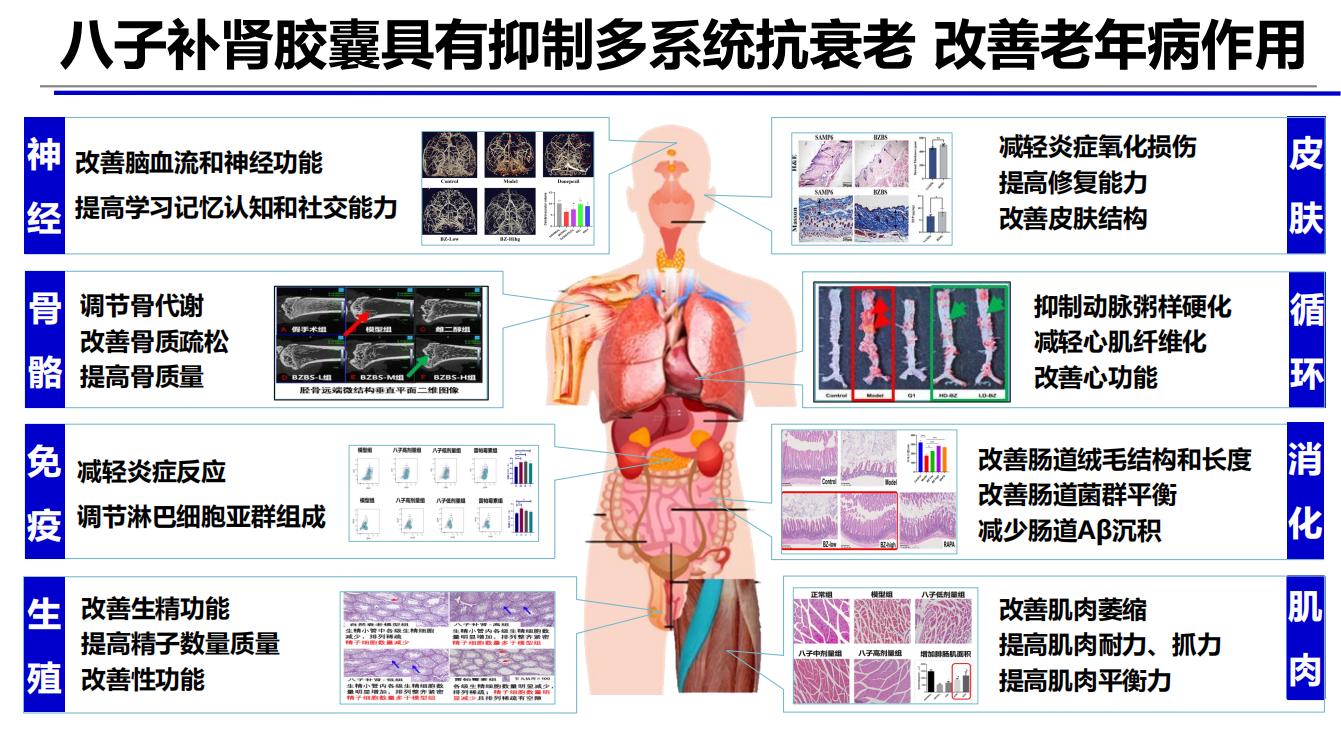 首屆世界中聯國際抗衰老高峰論壇發布抗衰老最新研究成果，中醫氣絡學說精氣神理論揭示衰老關鍵病機