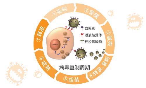可威磷酸奧司他韋顆粒和膠囊的區(qū)別你知道嗎？