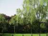 放松身心，體驗“公園20分鐘效應”，京萬紅伴您安全過“五一”