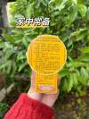 傷科靈治療什么損傷？效果怎么樣？