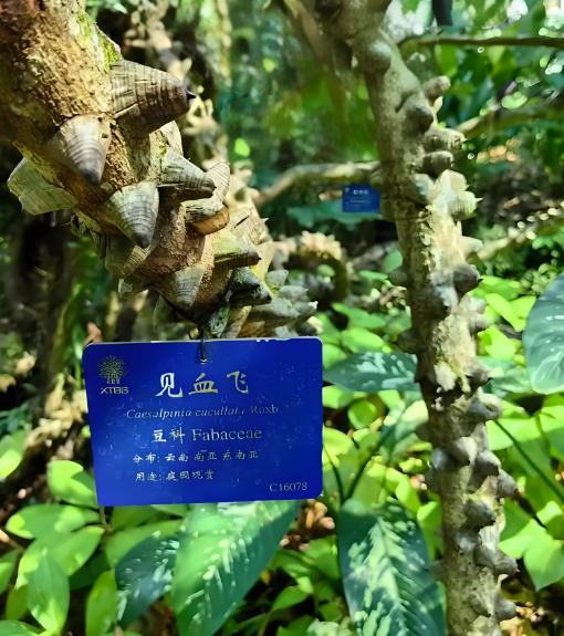 傷科靈有哪些成分？主要適用于什么方面